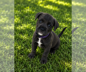 Miniature Schnauzer-Unknown Mix Dogs for adoption in Mooresville, NC, USA