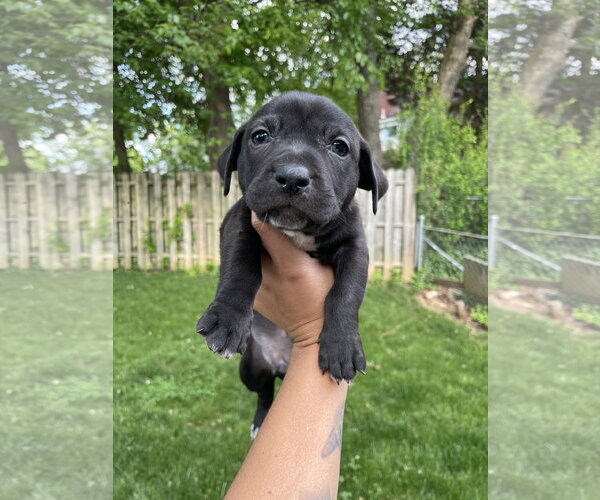 Medium Photo #21 Mutt Puppy For Sale in Derwood, MD, USA