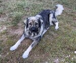 Small #2 Caucasian Shepherd Dog-Kangal Dog Mix