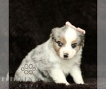 Small #3 Miniature American Shepherd-Miniature Australian Shepherd Mix