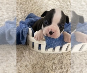 Boston Terrier Puppy for sale in CRKD RVR RNCH, OR, USA