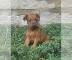 Small #1 Irish Terrier
