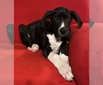 Small Photo #1 Great Dane Puppy For Sale in LIBERTY, MO, USA