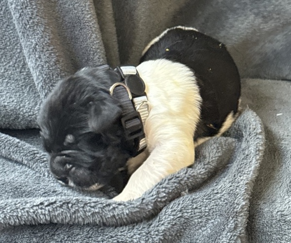 Medium Photo #6 Newfoundland Puppy For Sale in SAXTONS RIVER, VT, USA