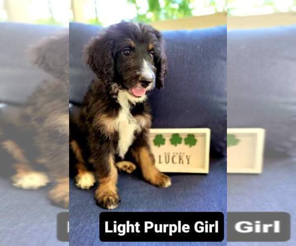 Medium Photo #5 Bernedoodle-Poodle (Standard) Mix Puppy For Sale in ARAGON, GA, USA
