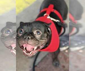French Bulldog Dogs for adoption in Valrico, FL, USA