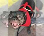 Small French Bulldog