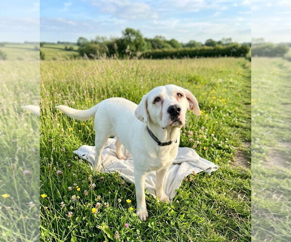 Medium Photo #1 Retriever -Unknown Mix Puppy For Sale in Martinsburg, WV, USA