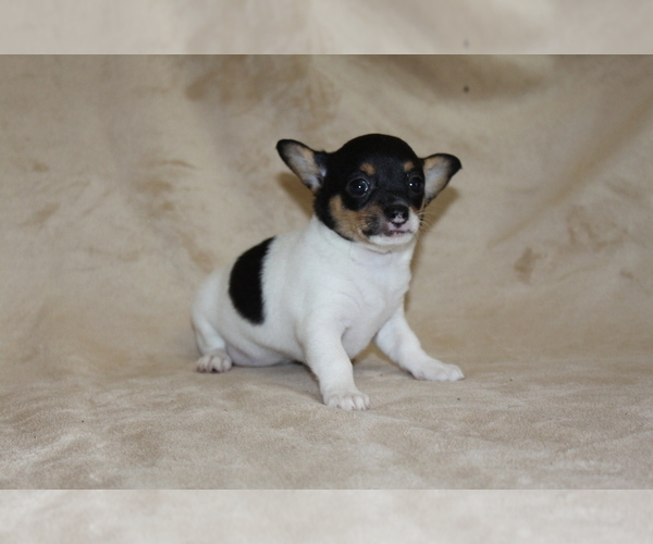 Medium Photo #5 Chihuahua Puppy For Sale in HUDSONVILLE, MI, USA