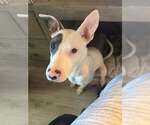 Small #5 Mutt