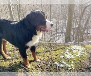 Father of the Bernese Mountain Dog puppies born on 01/07/2023