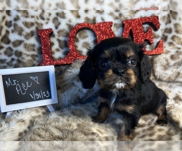 Medium Photo #1 Cavalier King Charles Spaniel Puppy For Sale in ABILENE, TX, USA