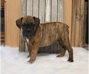 Boxer-English Bulldog Mix Puppy for sale in FREDERICKSBURG, OH, USA