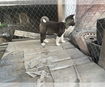 Small Photo #16 Akita Puppy For Sale in FLORISSANT, MO, USA