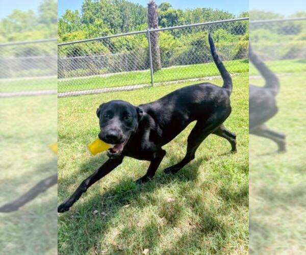 Medium Photo #2 Labrador Retriever-Unknown Mix Puppy For Sale in Texas City, TX, USA