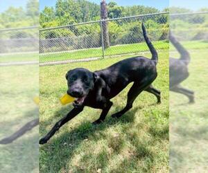 DIAMOND - Female Labrador Retriever-Unknown Mix Dog for Adoption - Photo #2