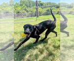 Small #1 Labrador Retriever Mix