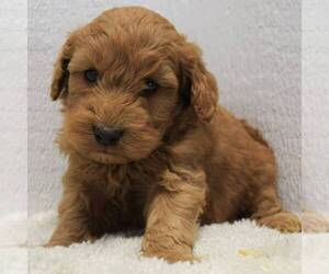 Goldendoodle (Miniature) Puppy for sale in SAVANNAH, TN, USA