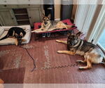 Small #35 German Shepherd Dog