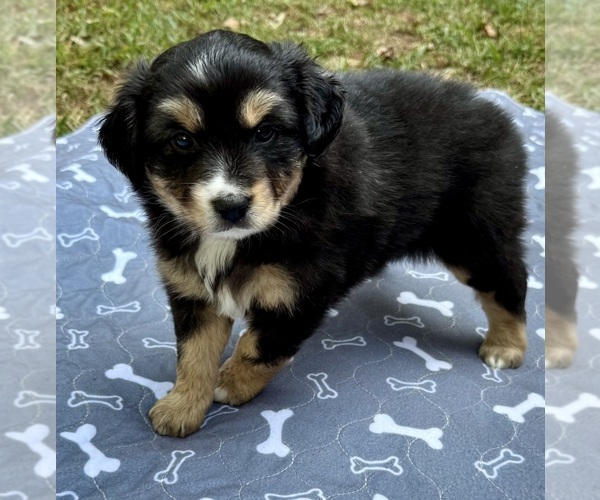 Medium Photo #4 Australian Shepherd Puppy For Sale in SALISBURY, NC, USA