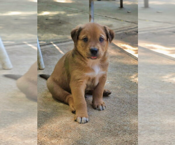 Medium Photo #2 Shepweiller Puppy For Sale in Raleigh, NC, USA