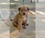 Small #1 Shepweiller