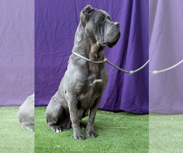 Medium Photo #4 Mutt Puppy For Sale in Goodyear, AZ, USA
