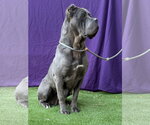 Small #3 Mutt