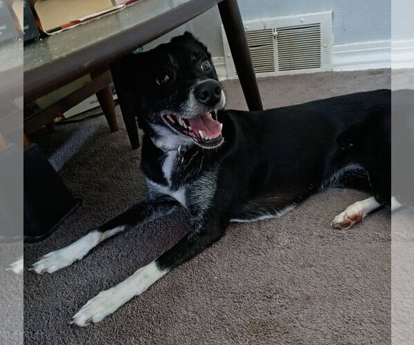 Medium Photo #3 Border Collie-Rat Terrier Mix Puppy For Sale in Brooklyn Center, MN, USA