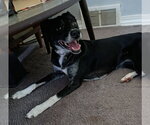 Small #2 Border Collie-Rat Terrier Mix