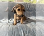 Small #5 Dachshund