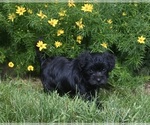 Small Photo #2 YorkiePoo Puppy For Sale in MILLERSBURG, OH, USA