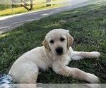 Puppy Luna Golden Retriever