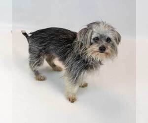 Rae - Female Chihuahua-Unknown Mix Dog for Adoption - Photo #5