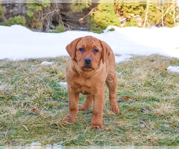 Medium Photo #4 Labrador Retriever Puppy For Sale in SYRACUSE, IN, USA