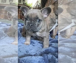 French Bulldog Puppy for sale in SAN FRANCISCO, CA, USA