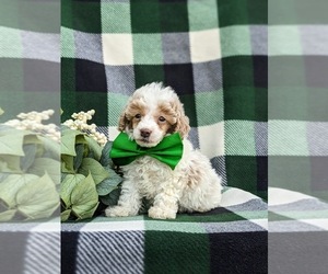 Poodle (Toy) Puppy for sale in OXFORD, PA, USA