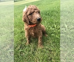 Small Photo #12 Poodle (Standard) Puppy For Sale in VICTOR, NY, USA