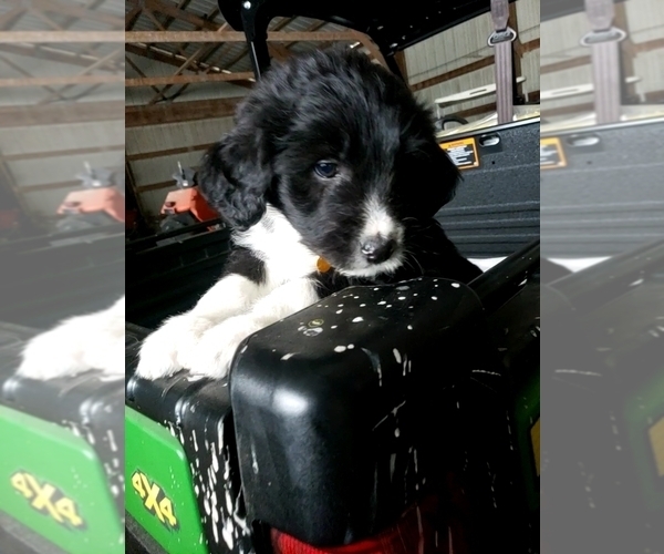 Medium Photo #8 Aussiedoodle Puppy For Sale in DERBY, IA, USA