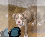 Small #4 American Bully