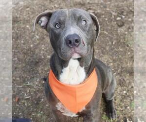 American Staffordshire Terrier-Unknown Mix Dogs for adoption in San Antonio, TX, USA
