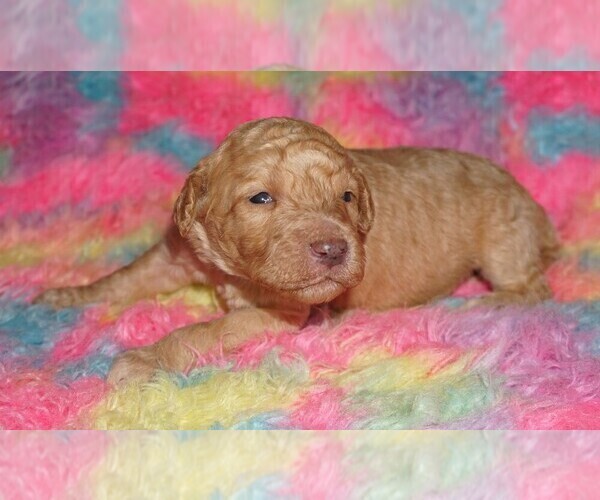 Medium Photo #3 Labradoodle Puppy For Sale in LA HABRA, CA, USA