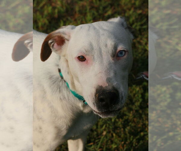 Medium Photo #8 Dalmatian-Labrador Retriever Mix Puppy For Sale in Attalka, AL, USA