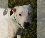 Small #7 Dalmatian-Labrador Retriever Mix