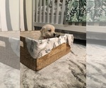 Small Photo #4 Golden Retriever Puppy For Sale in MAGNOLIA, TX, USA