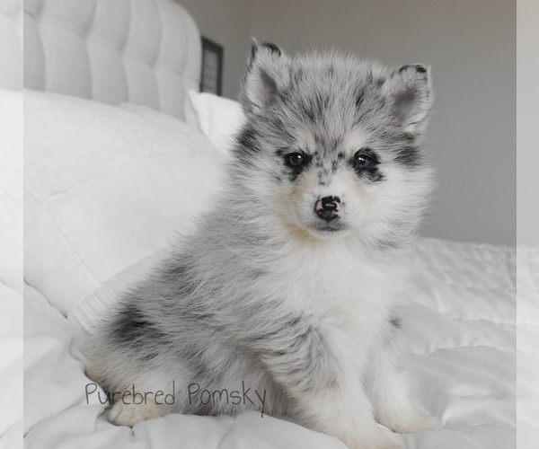 Medium Photo #3 Pomsky Puppy For Sale in KANSAS CITY, MO, USA