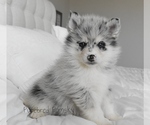Small #2 Pomsky