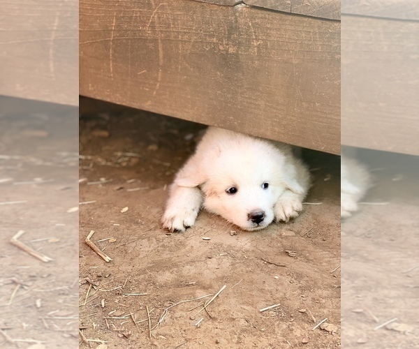 Medium Photo #9 Great Pyrenees Puppy For Sale in SAN MARCOS, TX, USA