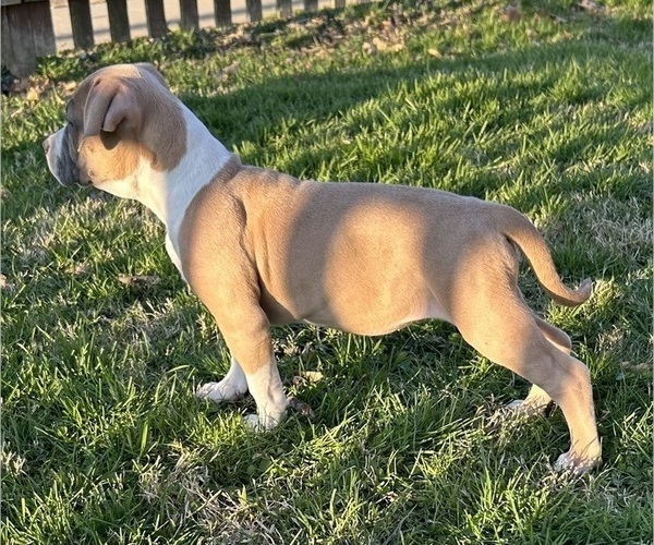 Medium Photo #5 American Bully Puppy For Sale in SALEM, IL, USA