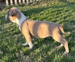 Small Photo #5 American Bully Puppy For Sale in SALEM, IL, USA